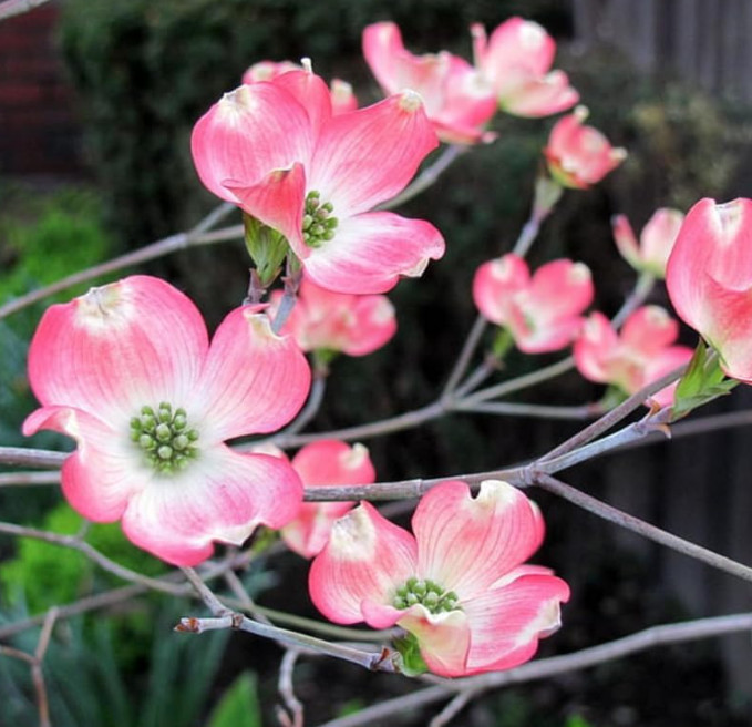 Live Pink Dogwood Plant – Quart Pot – No Ship to AK, HI & P.R.