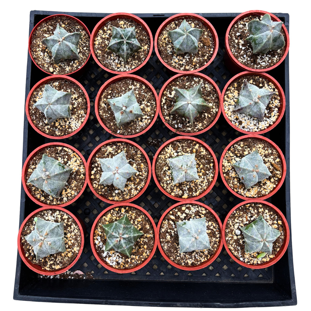 Astrophytum myriostigma – Bishop’s Cap Cactus Rare Live Plant (4″ Pot)