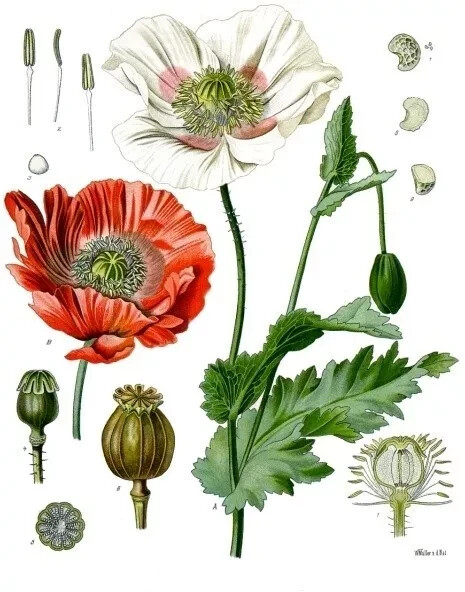 Mixed poppy seeds for flowers boquets -FREE SHIPPING USA (Int ship 1.60)