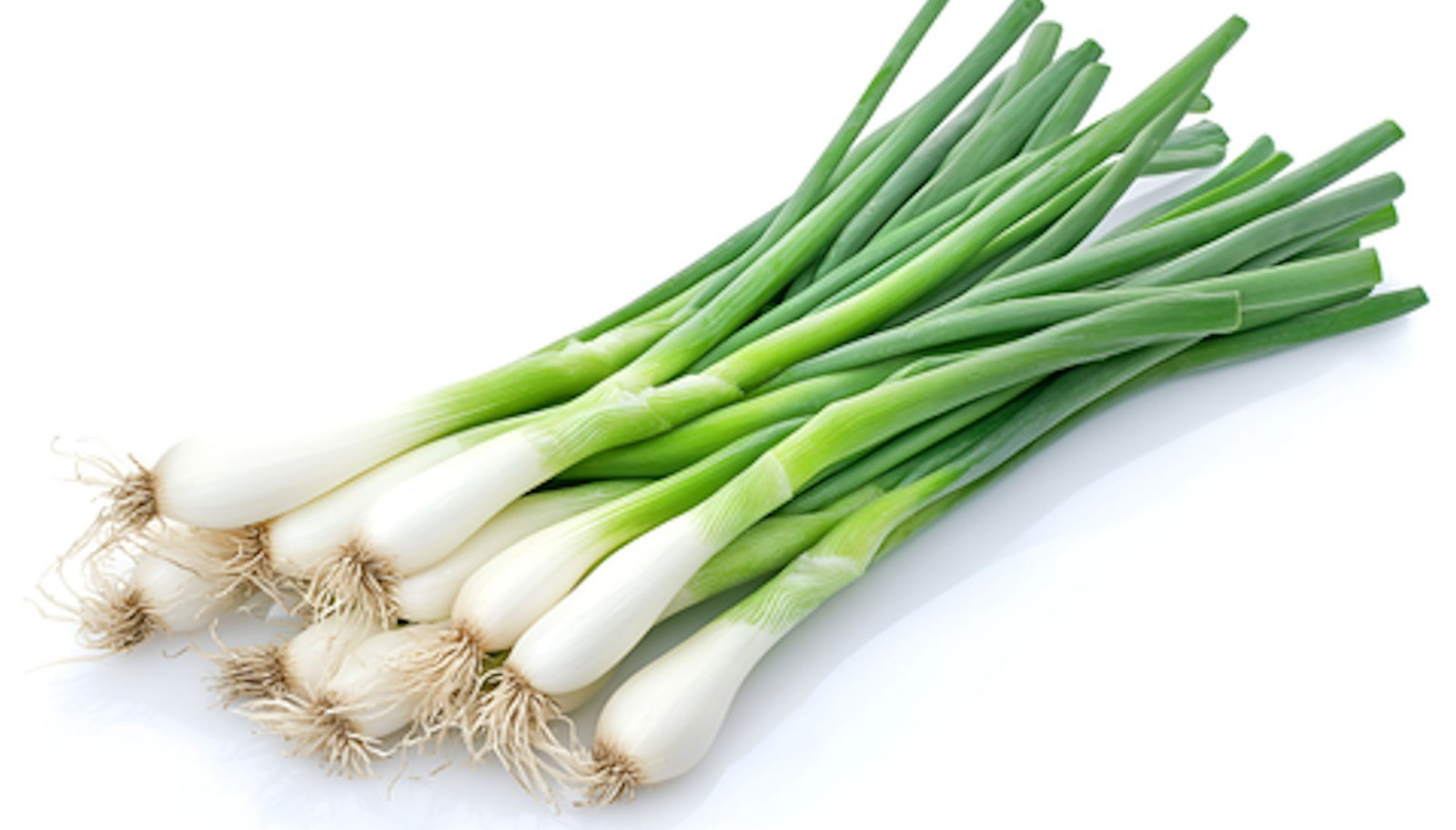 100 Warrior Bunching Onion Seeds! -All Natural AAS Winner!