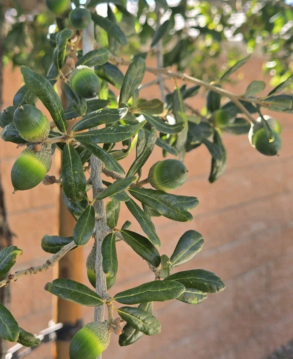 Sand Live Oak (Quercus geminata) 25 Fresh 2025 Acorns