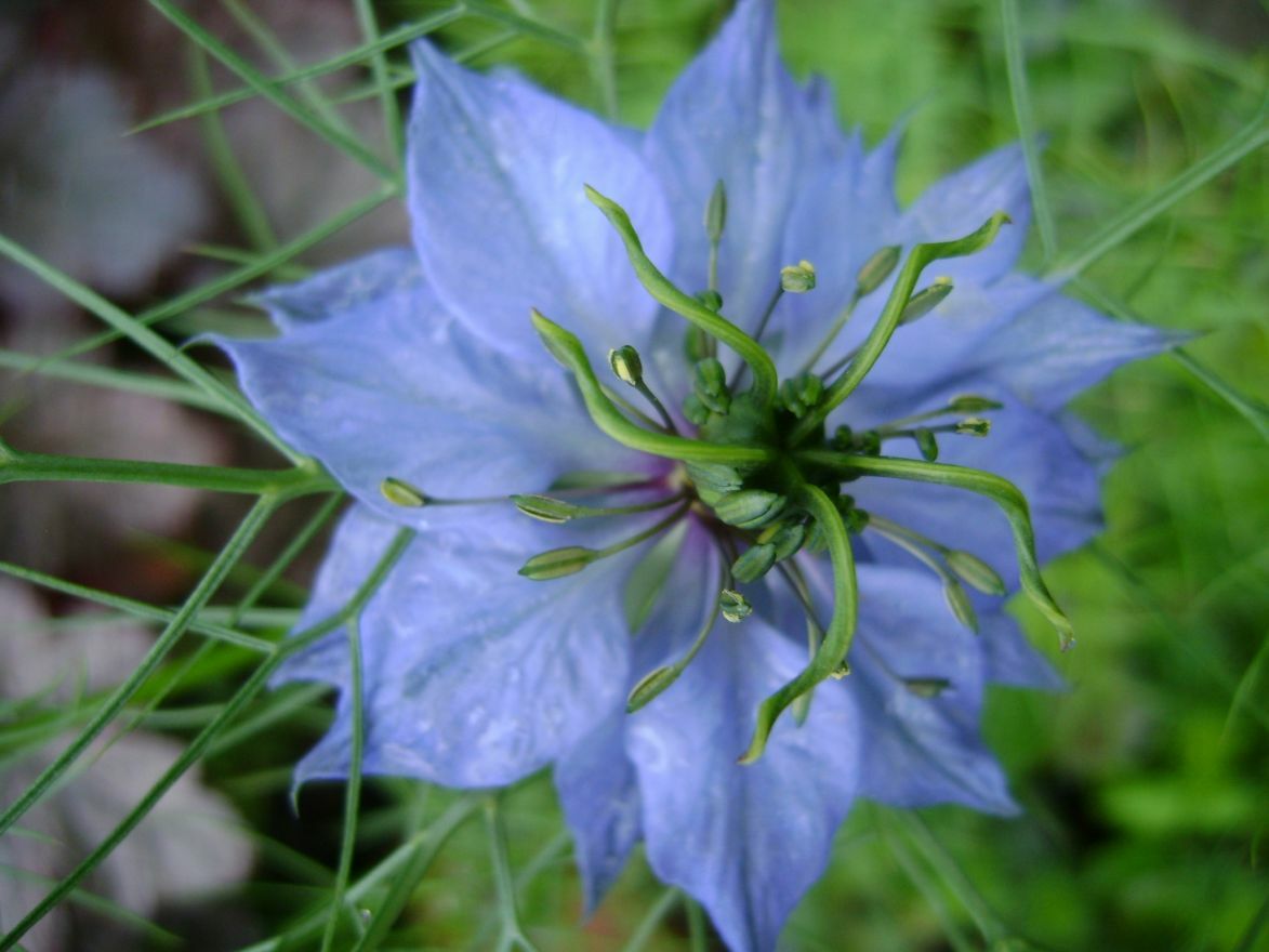 500+LOVE IN A MIST Flower Seeds Flowering Annual Cut Dried Flowers Container