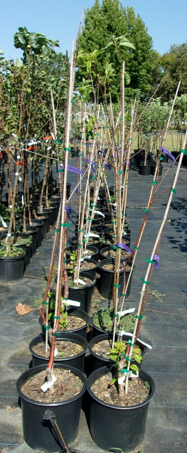 BLACK PEARL CHERRY 4-6 FT Tree Sweet Fruit Cherries Trees Plants Garden Plant