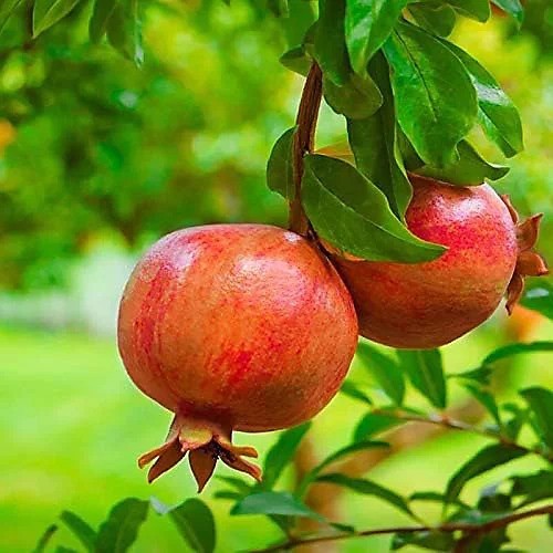 Pomegranate Tree Seeds (Punica granatum) “Apple of Granata Fruit” Shrub NON GMO