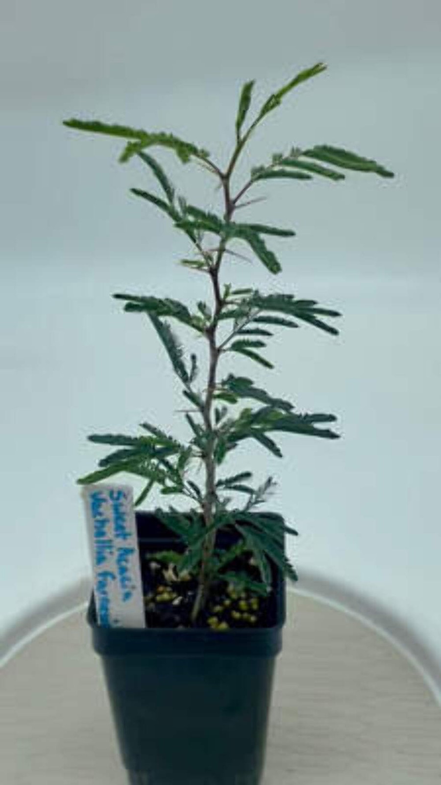 Sweet Acacia 3″ Starter Pot – Vachellia Farnesiana – Amazing Fragrance!