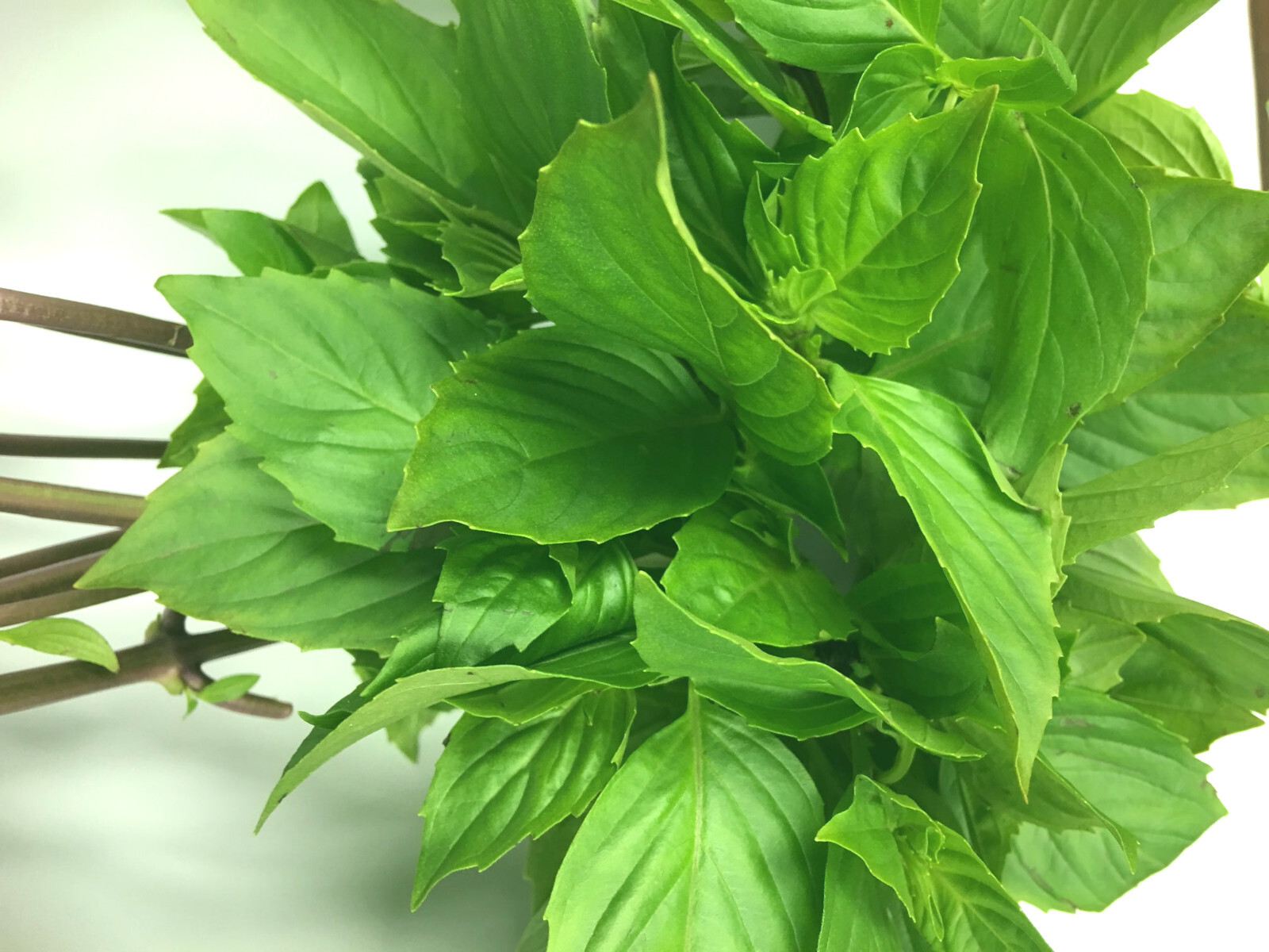 THAI SWEET LARGE LEAF BASIL ‘Ocimum basilicum var. thyrsiflora’ 50+ SEEDS