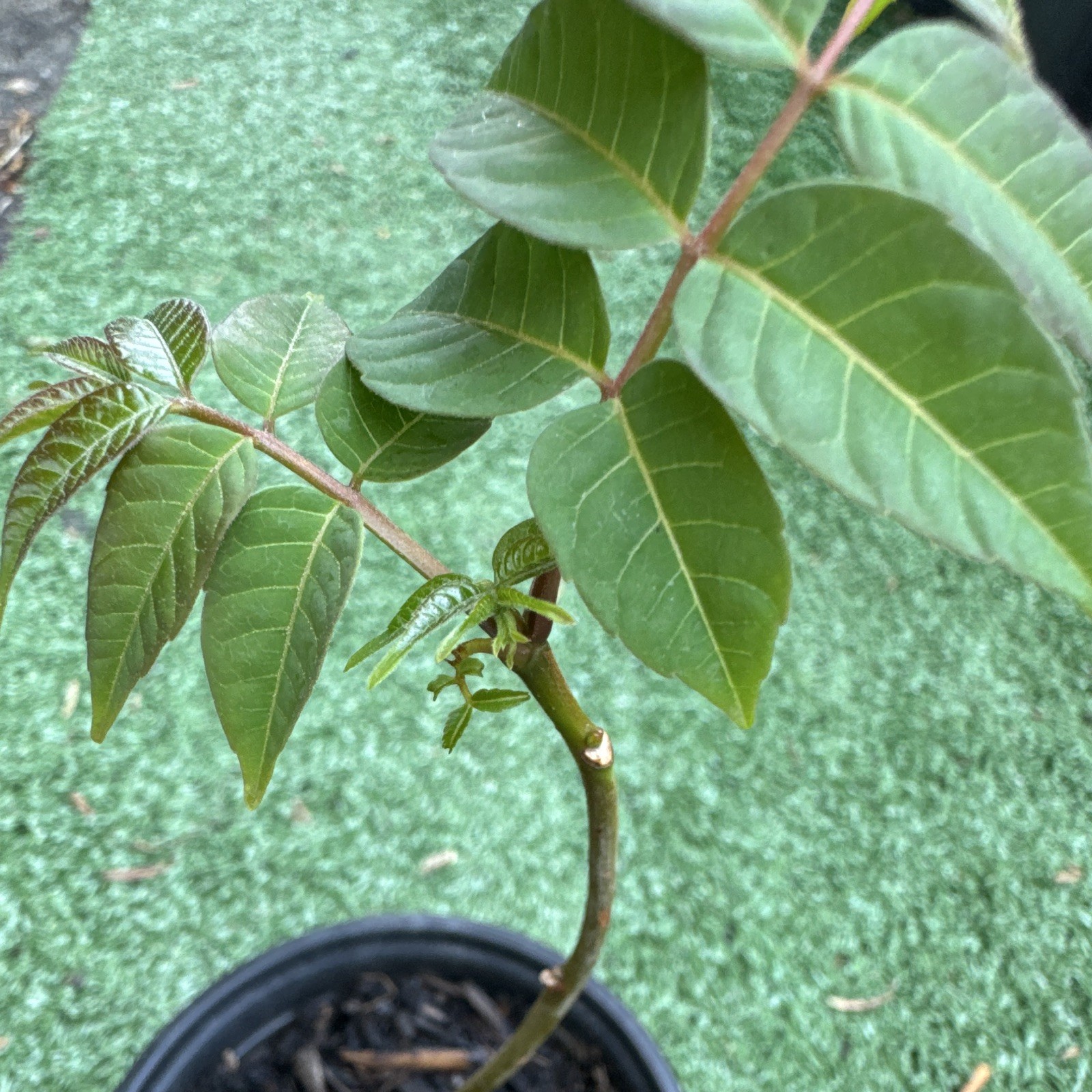 Chinese Toon Tree | Edible Toona sinensis, Fast Growing Asian Plant