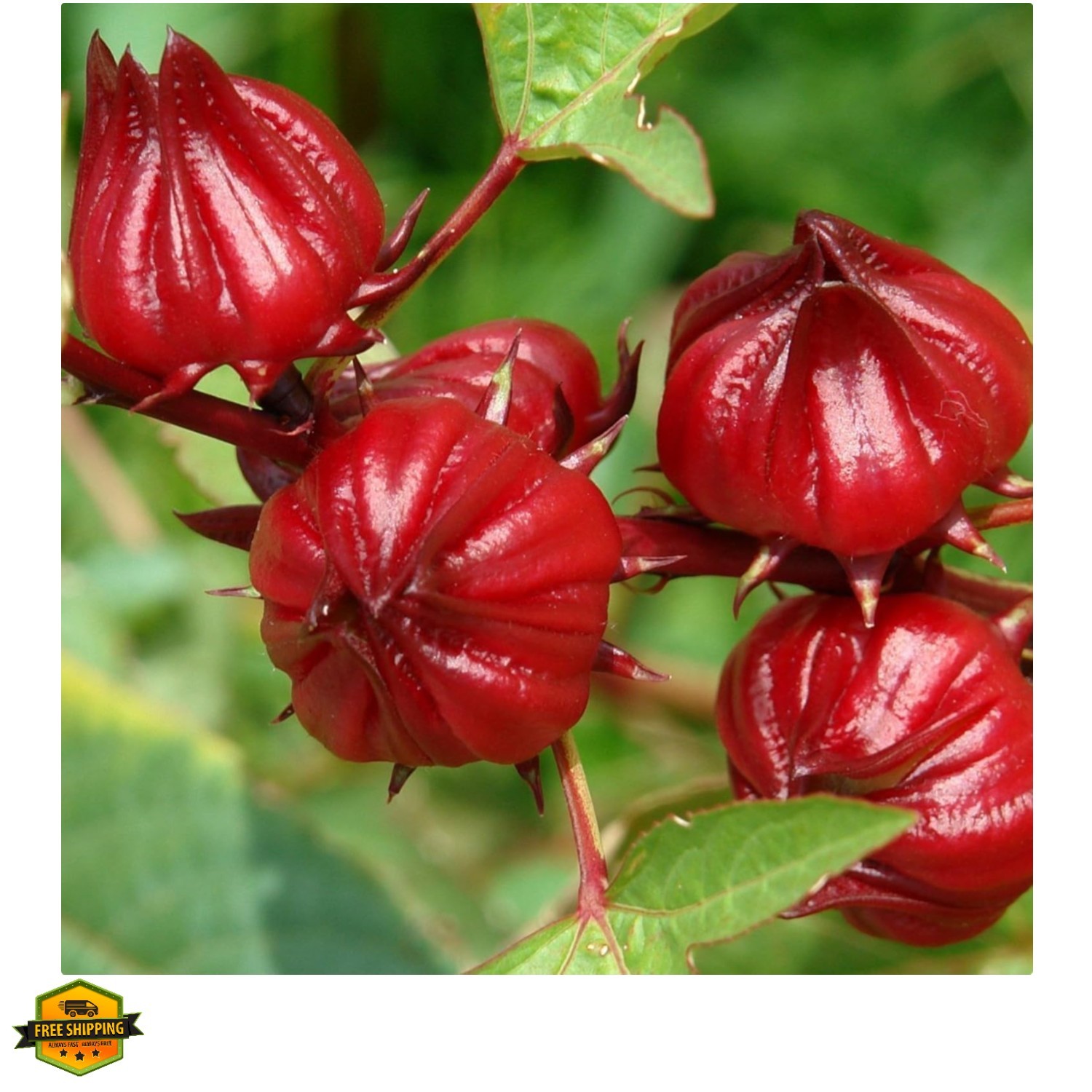 Red Roselle Hibiscus sabdariffa – Packet of 50 Seeds