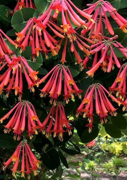 ~MAJOR WHEELER~HONEYSUCKLE VINE Lonicera Sempervirens ~POTTED STARTER PLANT