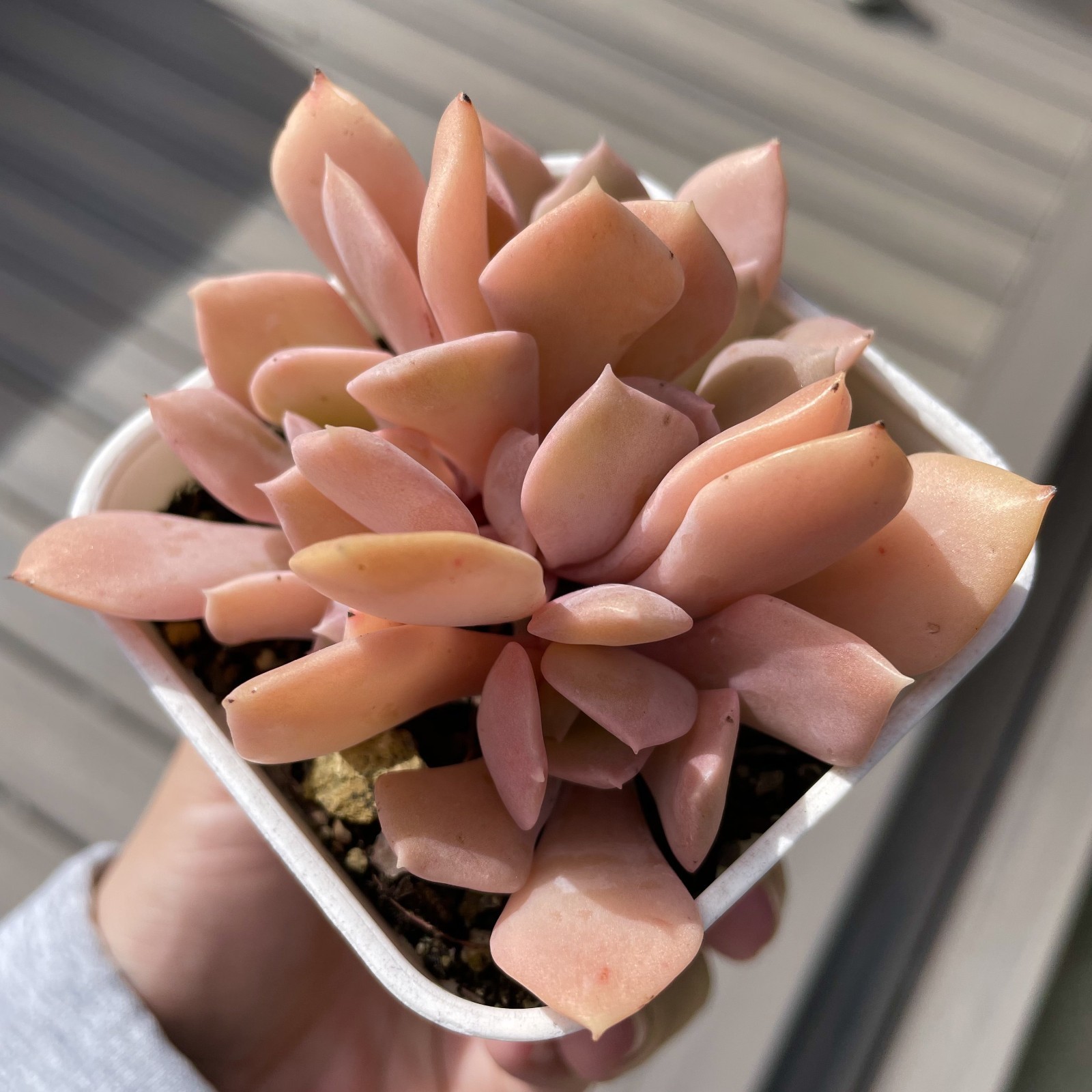 Rare Succulent Echeveria Misty Lilac 5-Head 3 Inches Pink Rooted Live Plant