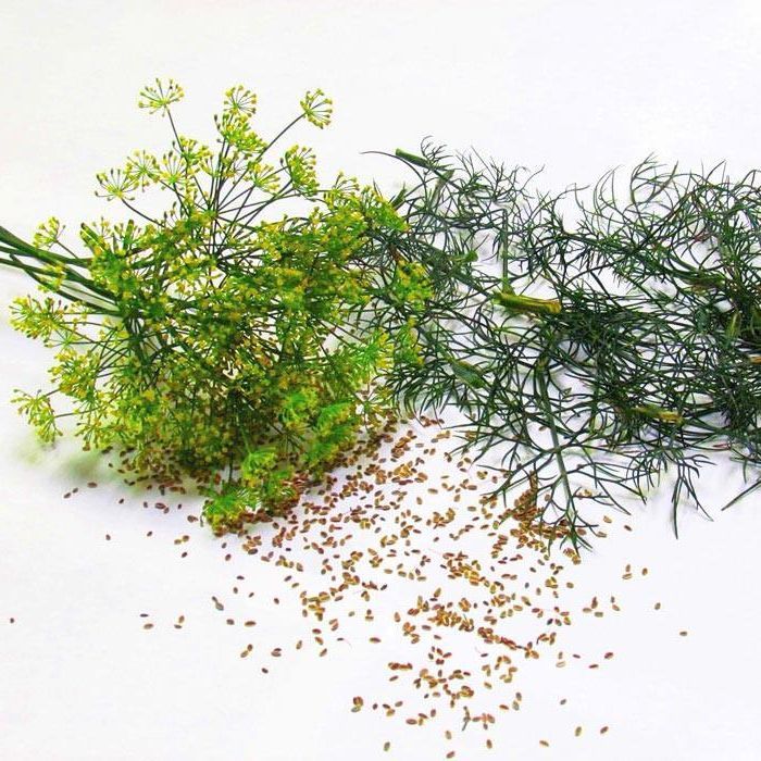 500 Seeds G124 Dill Bouquet Herb Seeds Easy Grow Superfood Sprouting Microgreen 