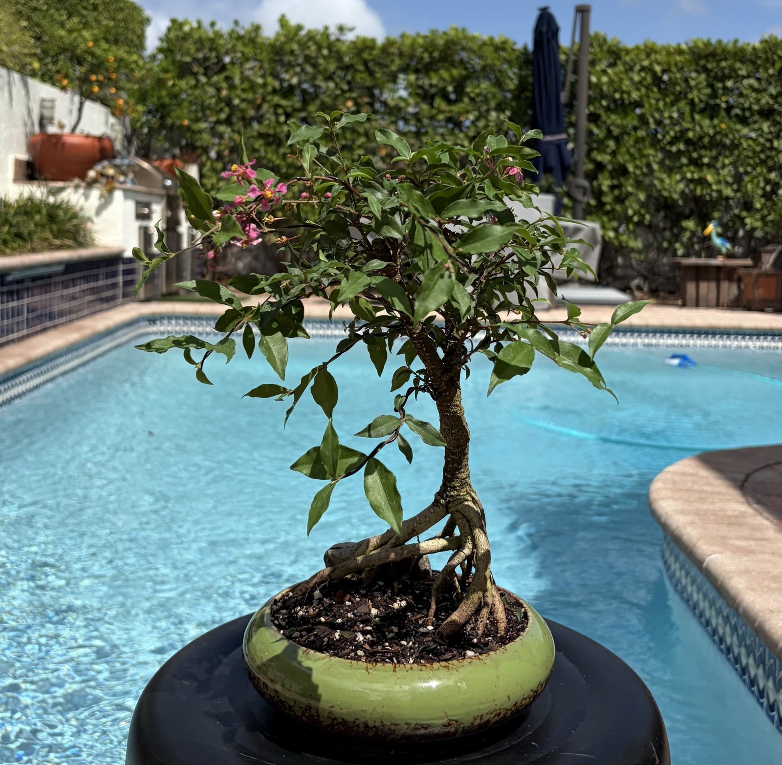 Barbados Cherry Exposed Roots Shohin Bonsai (Malpighia Emarginata)