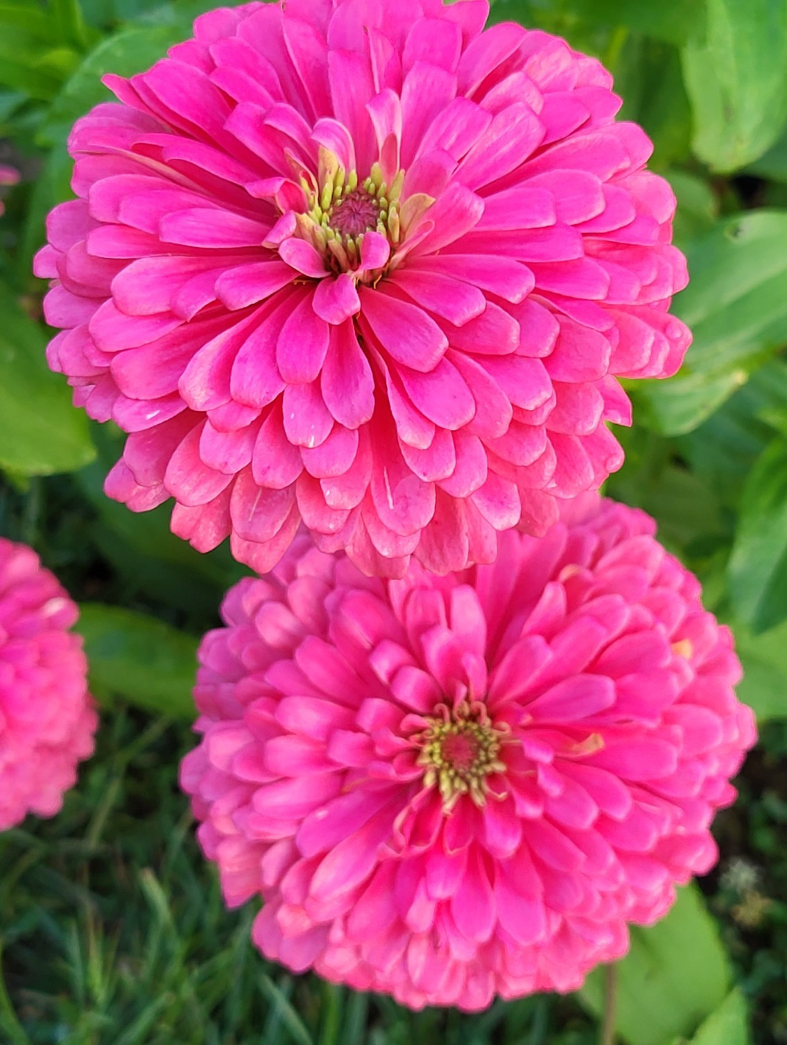Hot Pink Zinnia Seeds Huge Blooms Butterfly & Bee Magnet, FREE Shipping 30 seeds