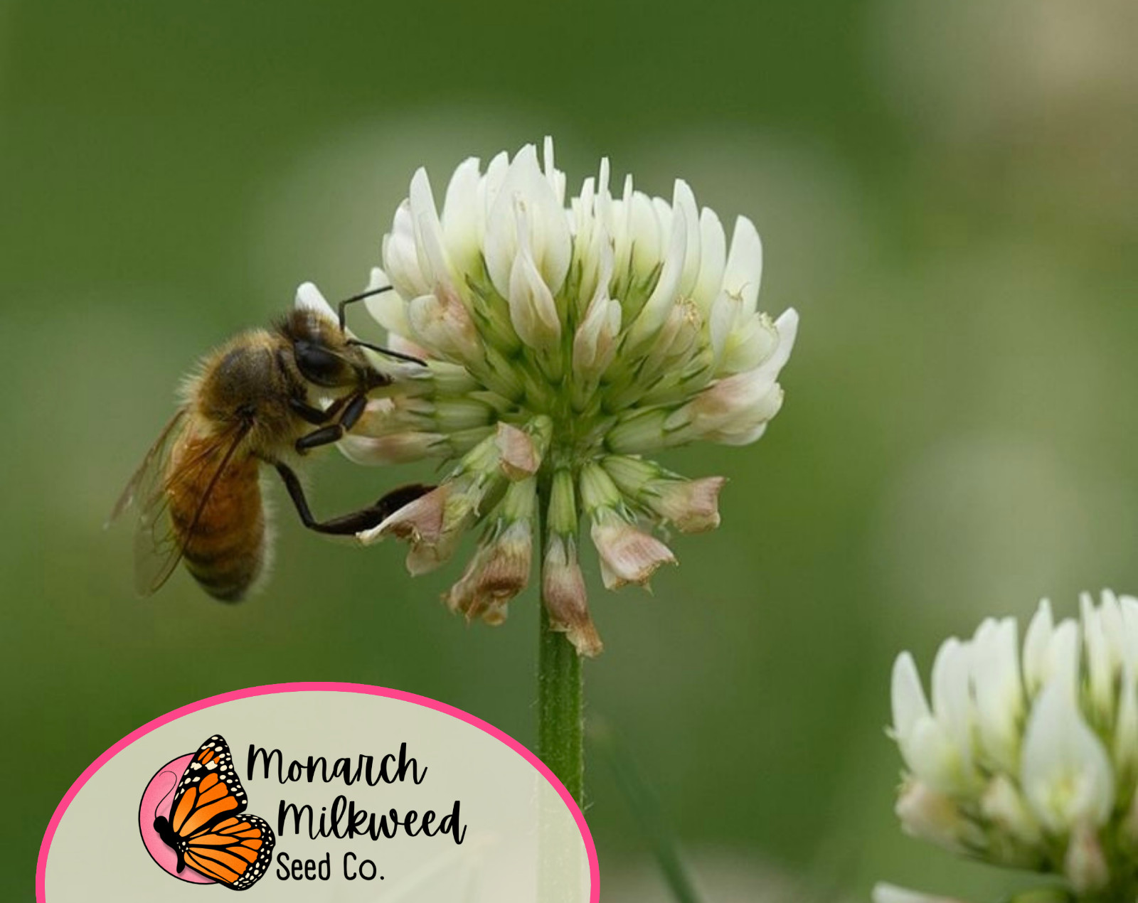 14100+ White Dutch Clover Seeds ‘New Zealand’ | Wildflower Gardening Flower Seed