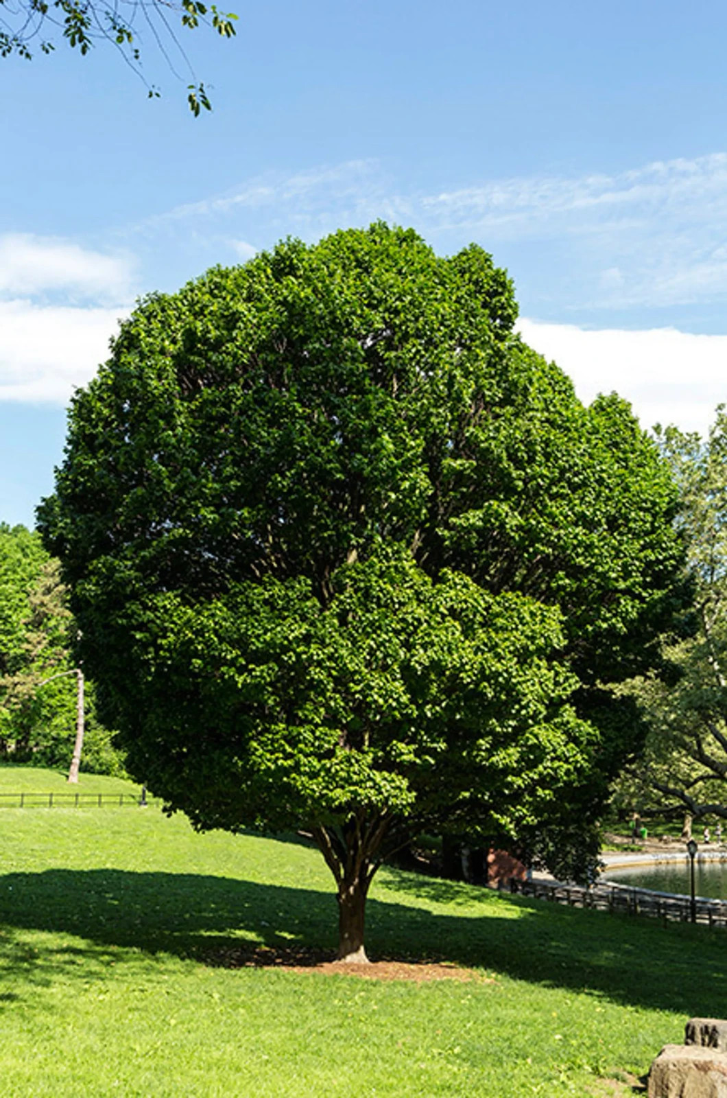 3 European Hornbeam Tree 12-24″ Carpinus betulus Bare Root