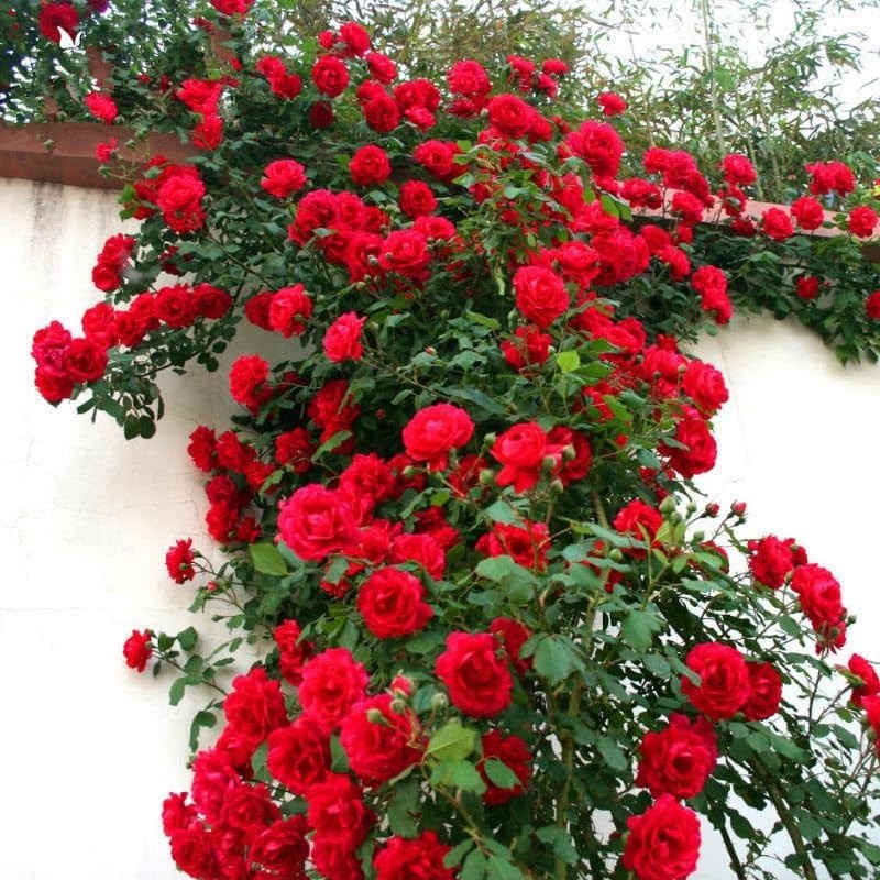Attractive 280+ Climbing Rose Seeds – High Germination Rate for Vibrant Gardens