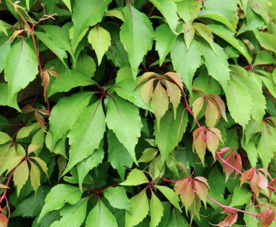 Virginia Creeper Plant 10 Bare Live Roots For Transplanting