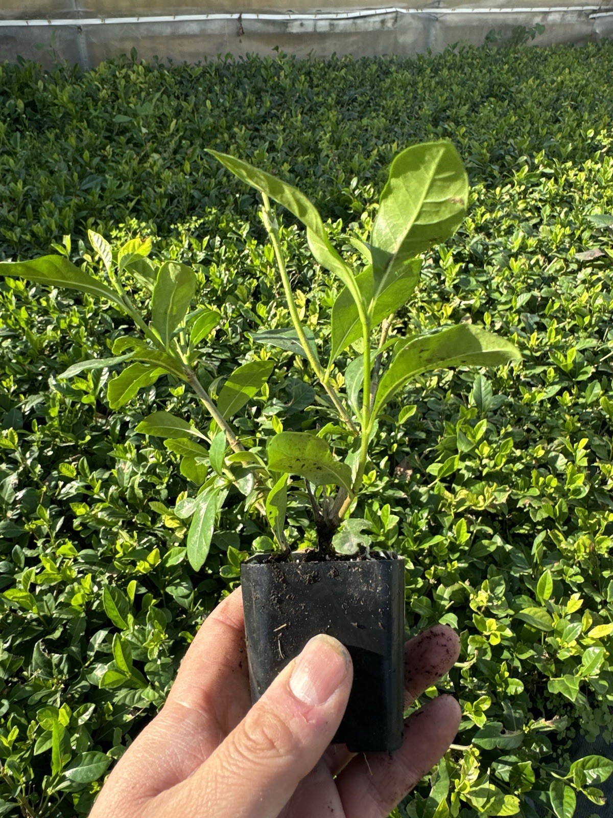 🌿 Everblooming Gardenia Veitchii Shrub – Fragrant Evergreen Garden Plant 🌸