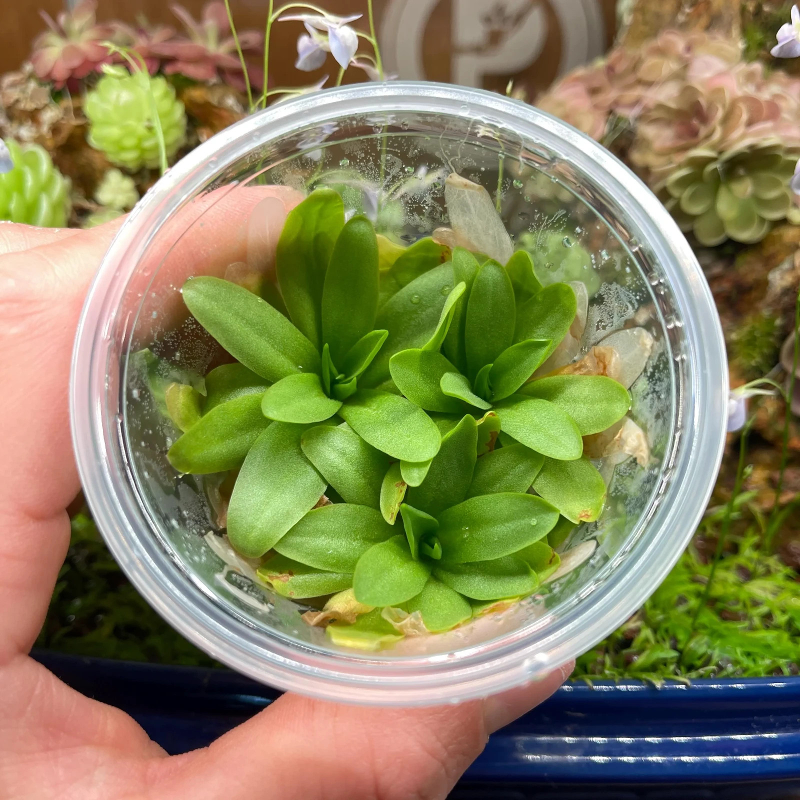 Pinguicula moctezumae x gigantea – Tissue Culture, Small (5.5oz) Flask
