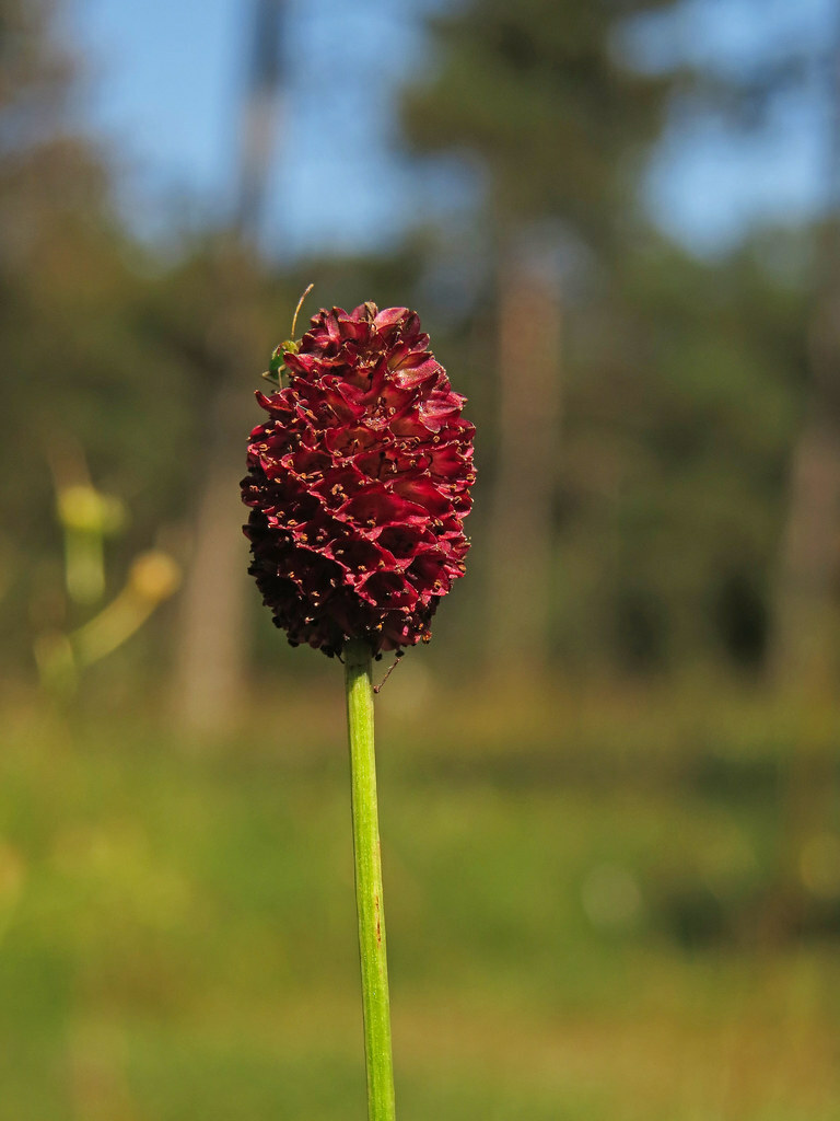BULK Seeds Great Burnet Sanguisorba Edible Wildflower Red Blooms Herb Cucumber