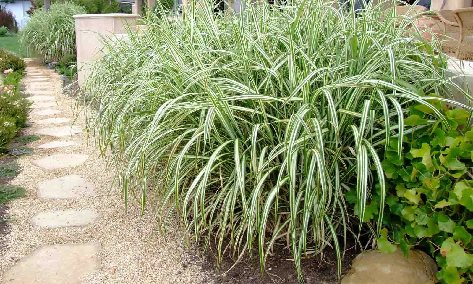 (3)Variegated Japanese Silver Grass Cabaret Miscanthus Ornamental Grass Plant