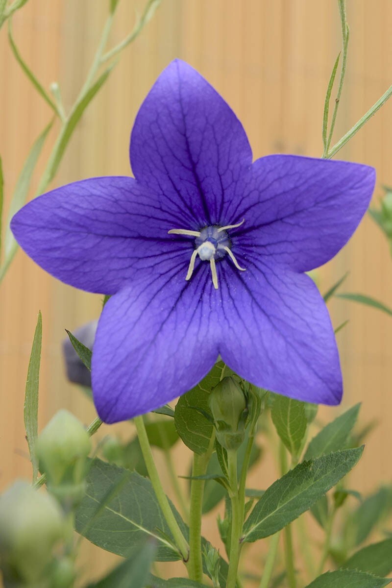 Organic Balloon Flower Seed Seeds qty 150 organic Perennial USA Purple No GMO