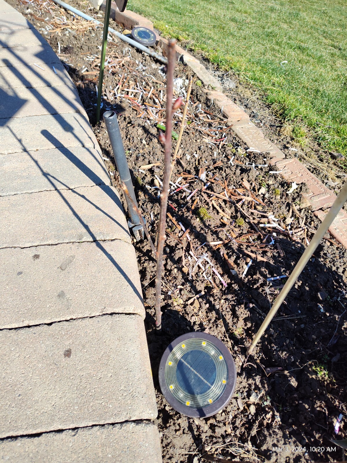 Salix discolor 25 Pussy willow Cuttings No Roots Make Your Own Plants 5 to 7 in
