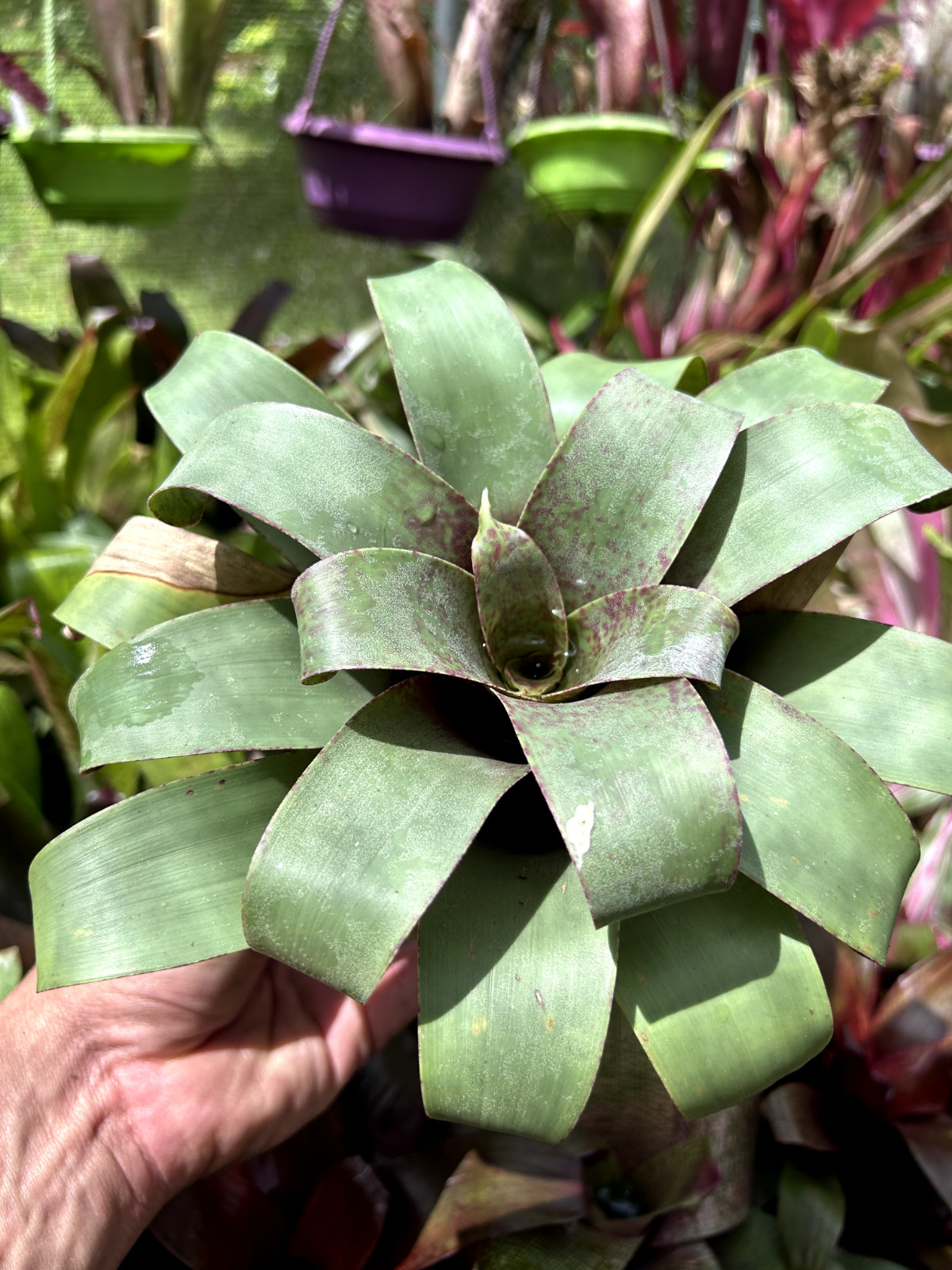 Bromeliad Sale! Vriesea botofagensis (species)