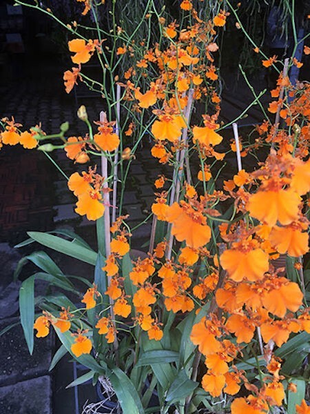 Onc. Gower Ramsey ‘Orange Delight’ Live Orchid Plant 1B19