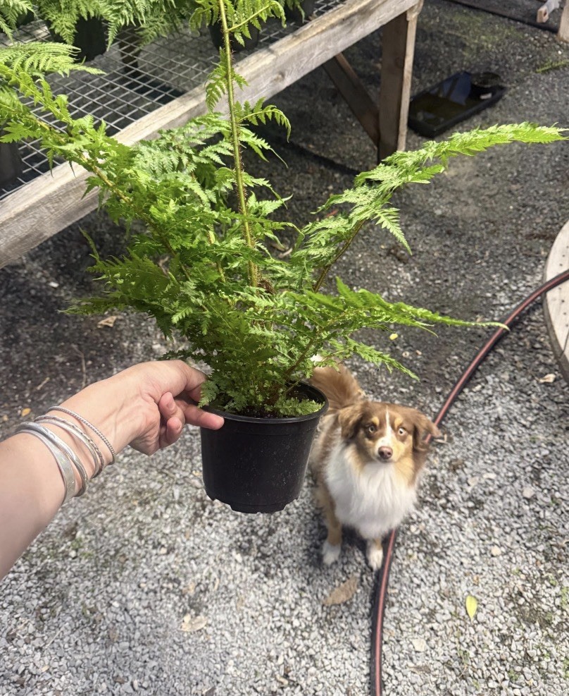 Australian Tree Fern – Live Plant in a 6 Inch Growers Pot – Cyathea Cooperi