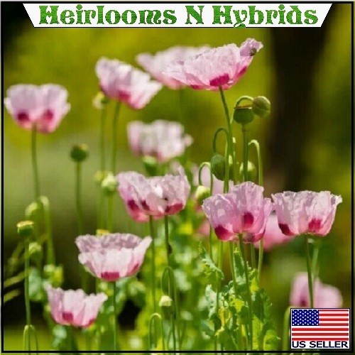 Turkish Papaever Somniferum Poppy Seeds 5,000-20,000 Imported Fresh For Planting