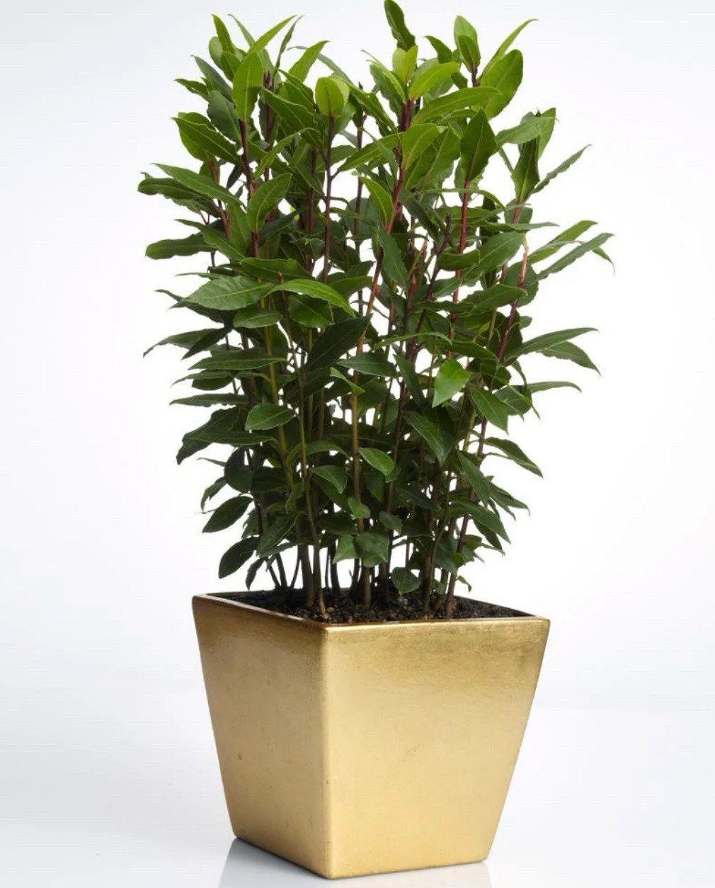 Laurus nobilis | Bay Laurel | Sweet-Bay I Bayleaf| 5_Seeds