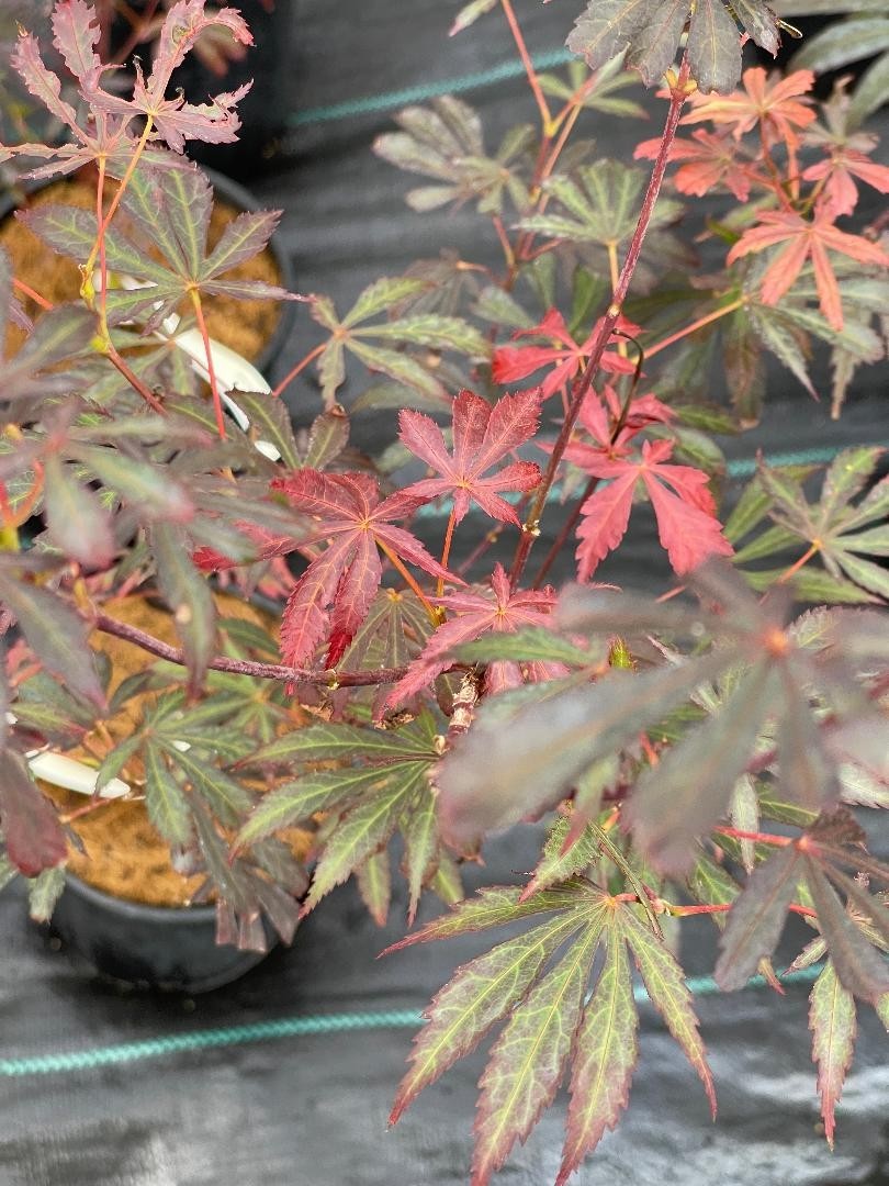 Acer shirasawanum ‘Purple Thunder’ (Purple Thunder Full Moon Maple)