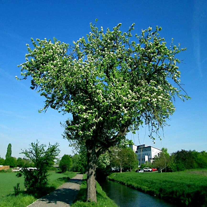 EUROPEAN PEAR TREE SEEDS (Pyrus Communis) Fast Hardy Fruit Flower Garden Plant