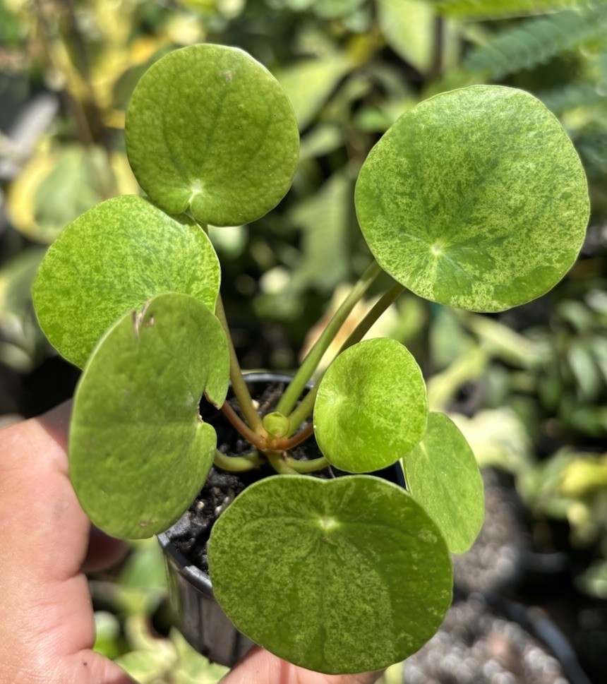 Variegated Chinese Money Plant Pilea peperomioides ‘Mojito’ Live Plant