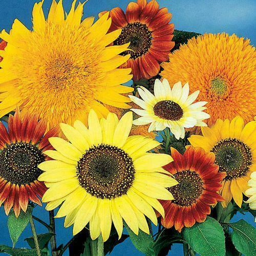 Sunflowers ALL SORTS MIX BULK 7 Varieties Beautiful Blooms Non-GMO 250 Seeds
