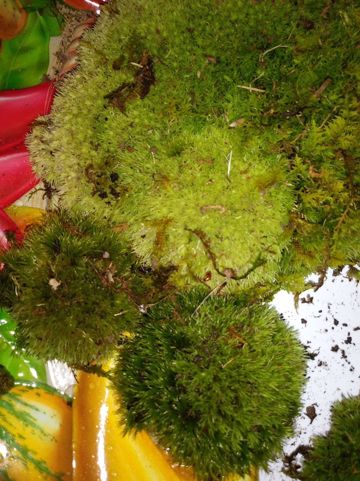[2] 6×9 Bags Sheet/Fern/Mood Moss Assortment for Terrarium Vivarium Fairy Garden