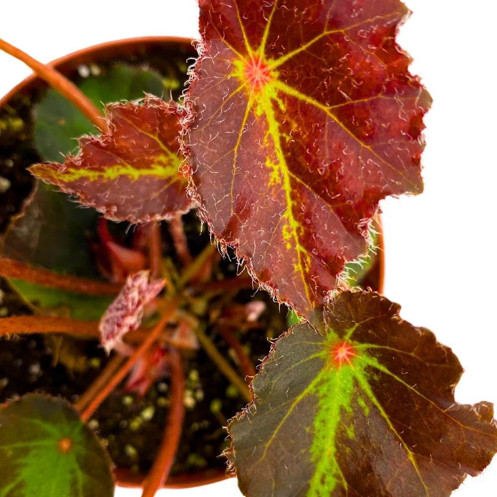 Begonia Boyfriend, 4 inch Rhizomatous Rhizo Dark Purple Green Streaks Red Dot