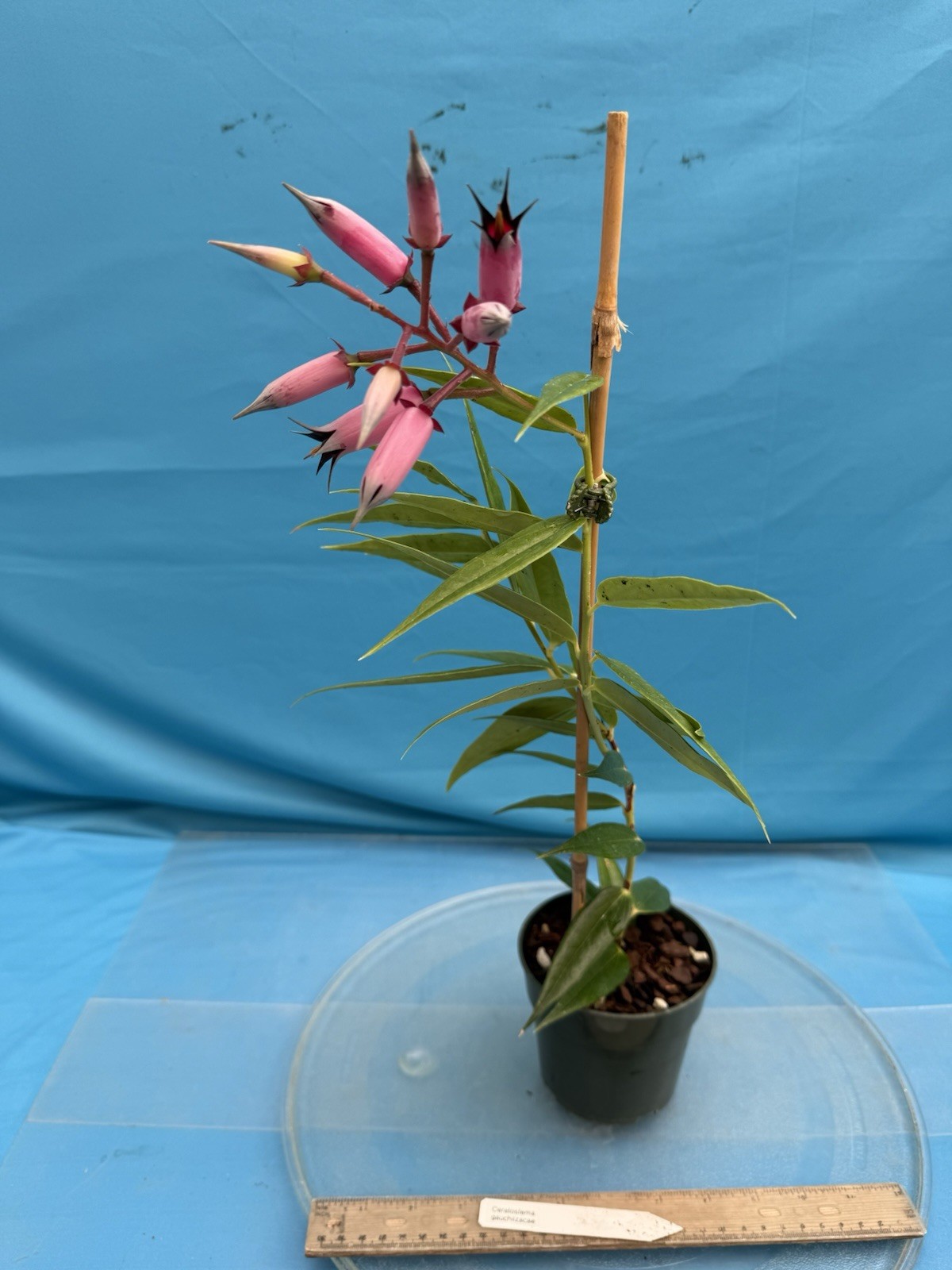 Ceratostema gauchiizacae Black Pink BS Neotropical Ericaceae Blooming 4.5” Pot