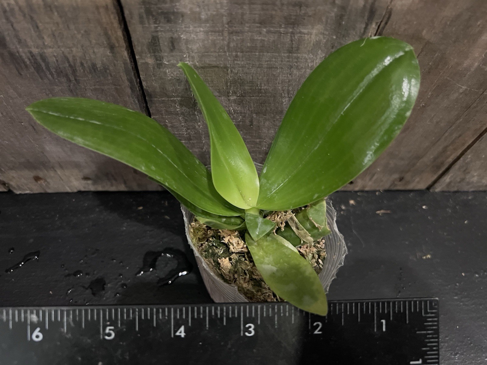 Phal. KS Super Zebra ‘Golden Zebra’, Mature Size, FREE Shipping