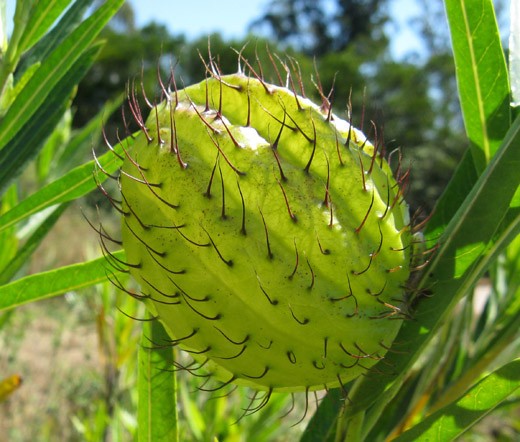 BALLOON PLANT Gomphocarpus Physocarpus – 20 Bulk Seeds
