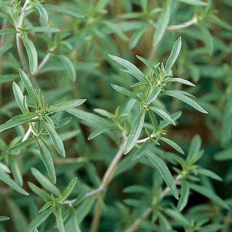 Summer Savory Seeds 500+ Satureja Hortensis Herb Culinary Medicinal USA FREE S&H