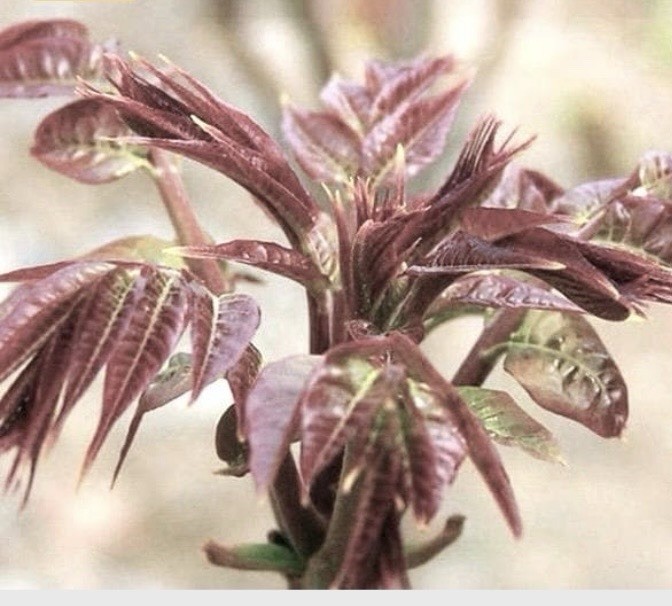 Tested NEW Chinese toon Seeds 香椿 High germination Rate