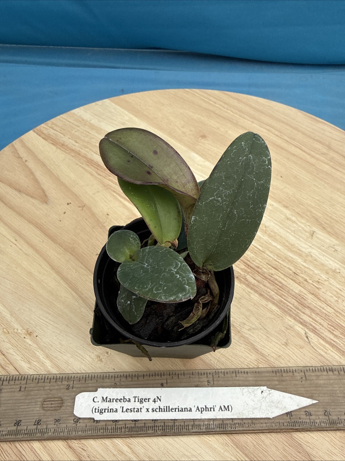 Cattleya Mareeba Tiger Fragrant Purple Pink Orchid Eros Seedling Hybrid 2” Pot