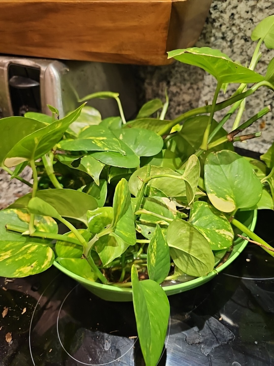 GIANT Variegated Golden Pothos Climbing hawaiian 3 node rooted cutting