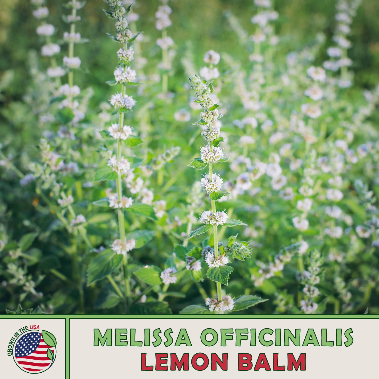 500 Lemon Balm Seeds, Melissa Officinalis, Tea, Medicinal, Non-GMO, Genuine USA