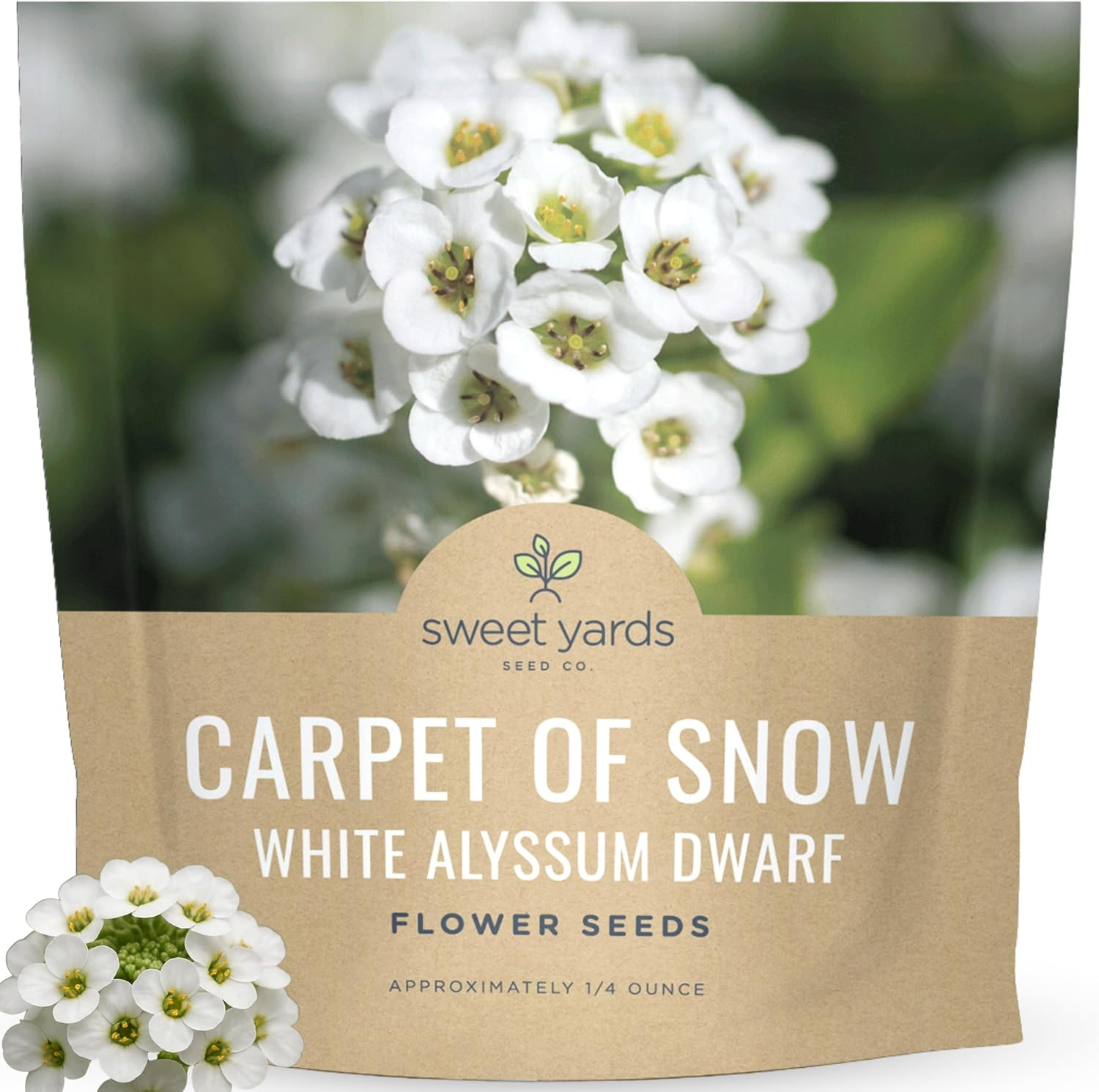 Alyssum Dwarf White – Carpet of Snow – Large 1/4 Ounce Seed Packet – 17,000 Flow