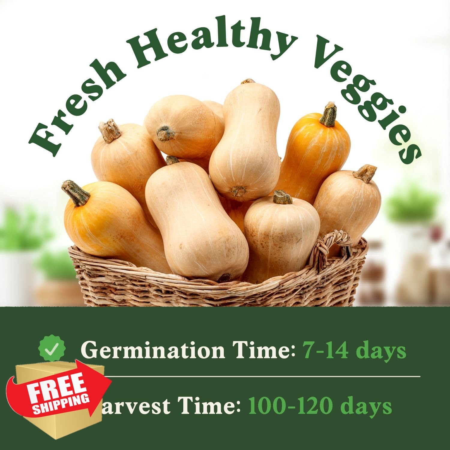 Seedboy Butternut Squash Organic Seeds