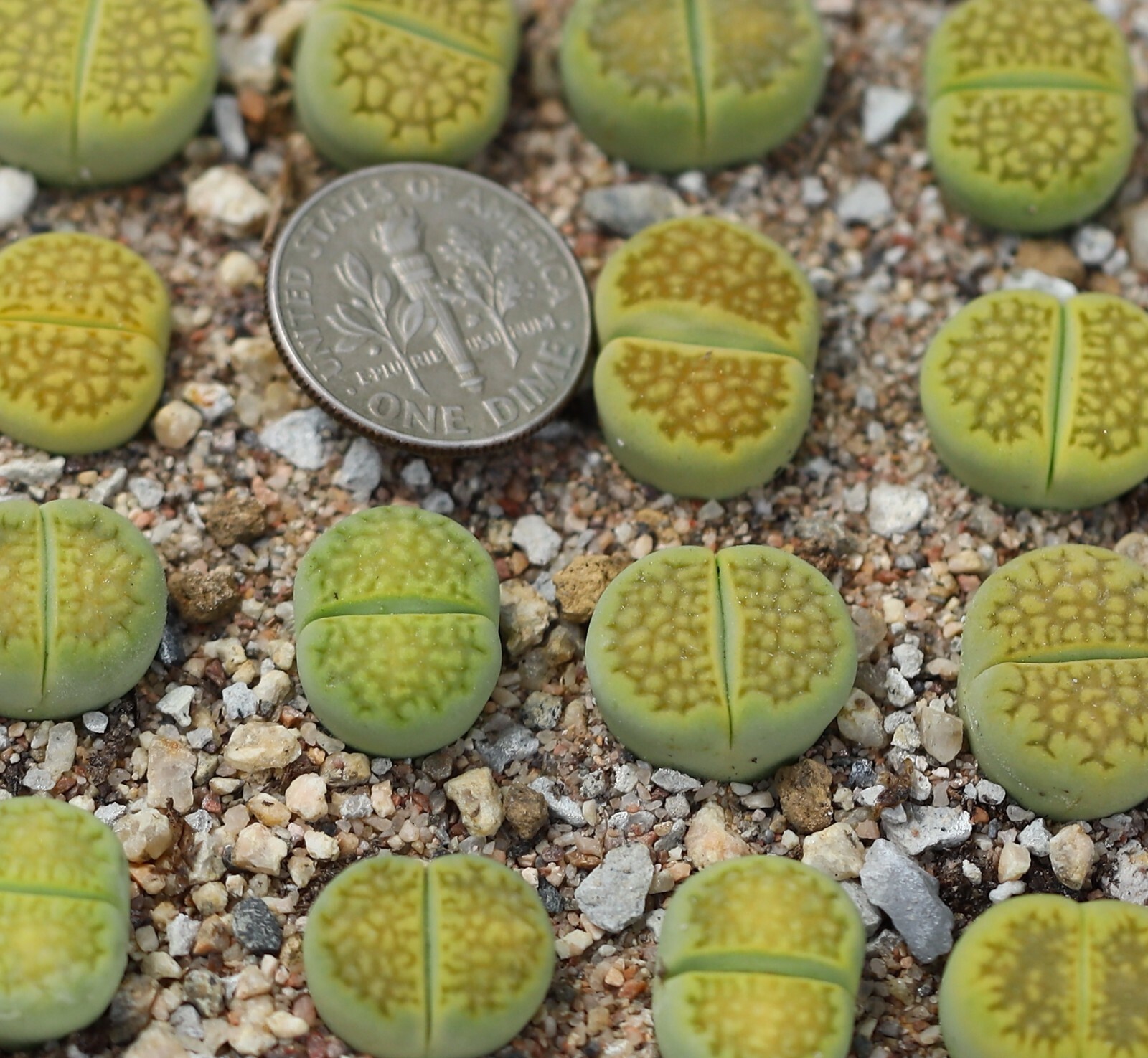 Plant -one- Lithops hallii ‘Green Soapstone’ C111A