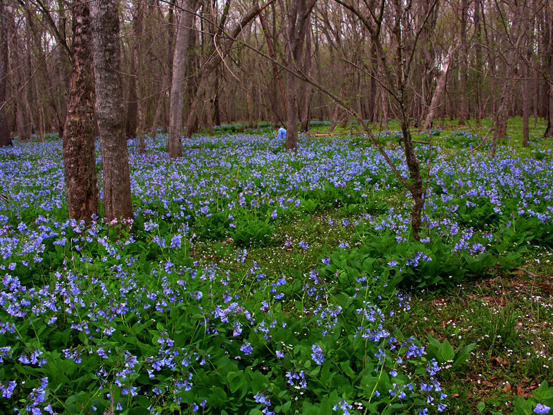 200 SEEDS VIRGINIA BLUEBELLS Mertensia virginica *Must PLANT in SUMMER *PlsREAD*